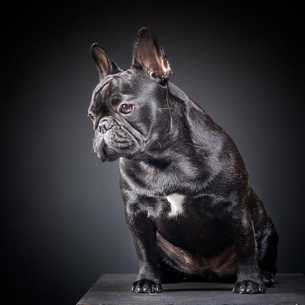 fotografo ritratti fotografici milano cane gatto buldog francese