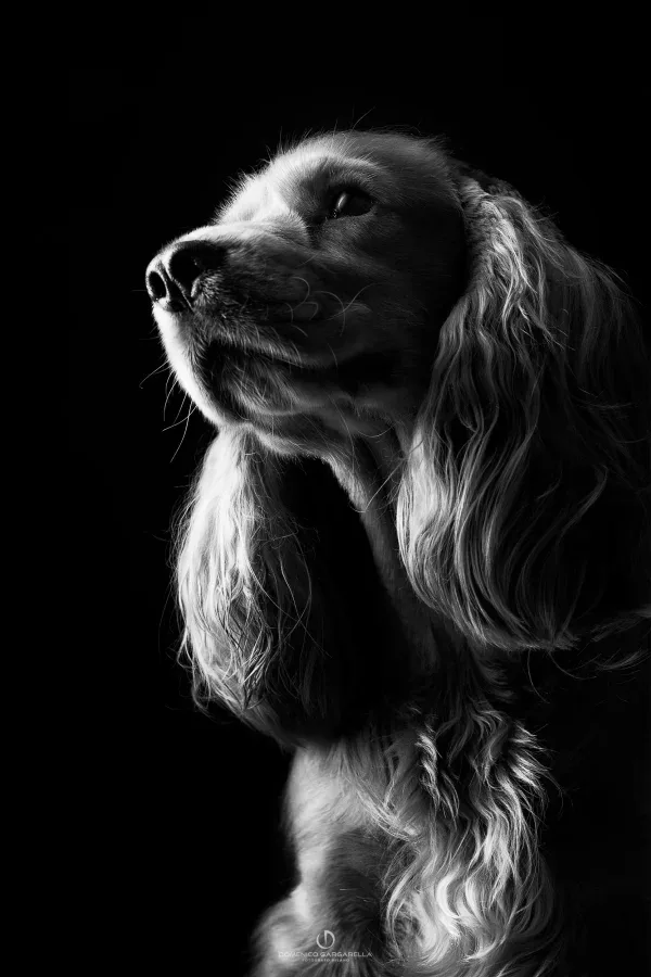 fotografo ritratto cane fotografo ritratto cane