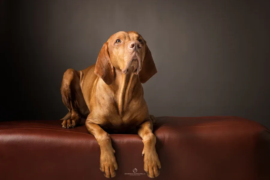 fotografo ritratti cani pet fotografo ritratti cani pet